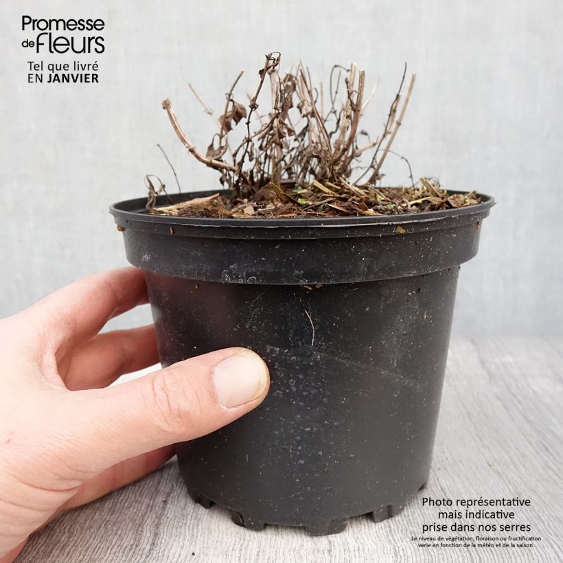 Nepeta nervosa - Chataire nervurée Pot de 2L/3L Ejemplar entregado en invierno