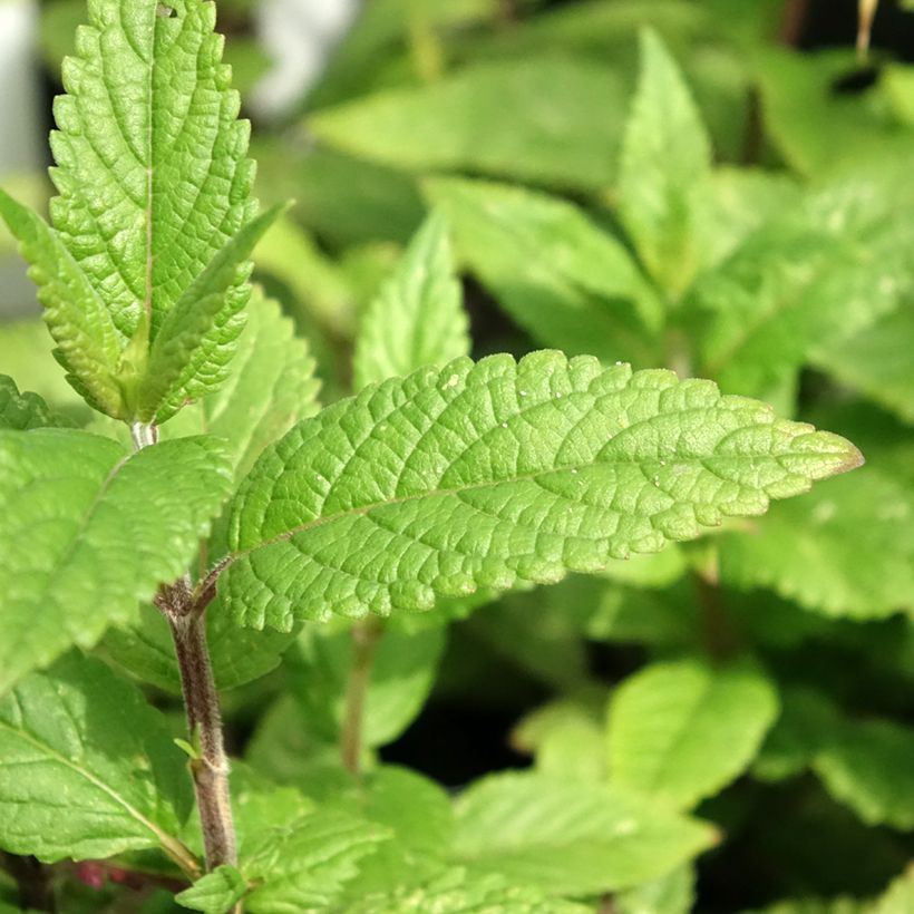 Nepeta nervosa Neptune (Follaje)