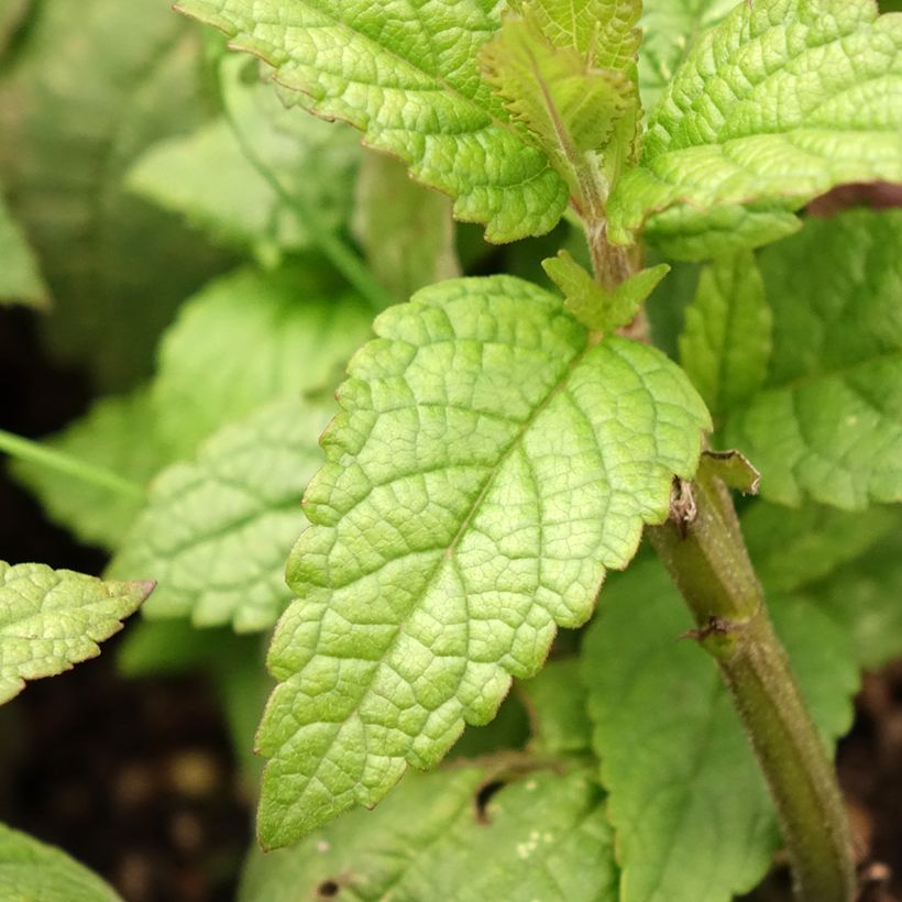 Nepeta nervosa Neptune (Follaje)