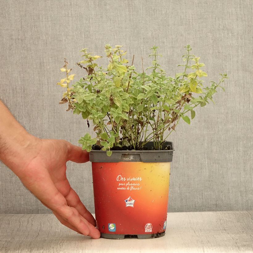 Ejemplar de Nepeta racemosa Snowflake - Chataire à fleurs blanches - Pot de 2L/3L entregado en verano