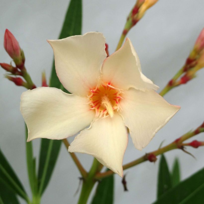 Adlefa amarilla - Nerium oleander Yellow (Floración)