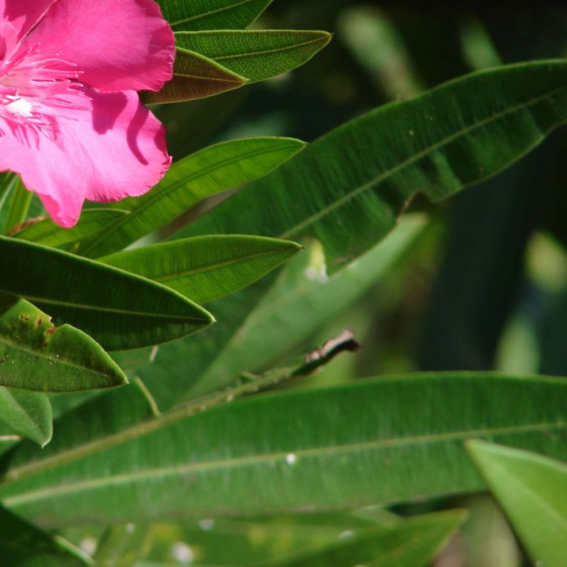 Adlefa roja - Nerium oleander Simple Red (Follaje)