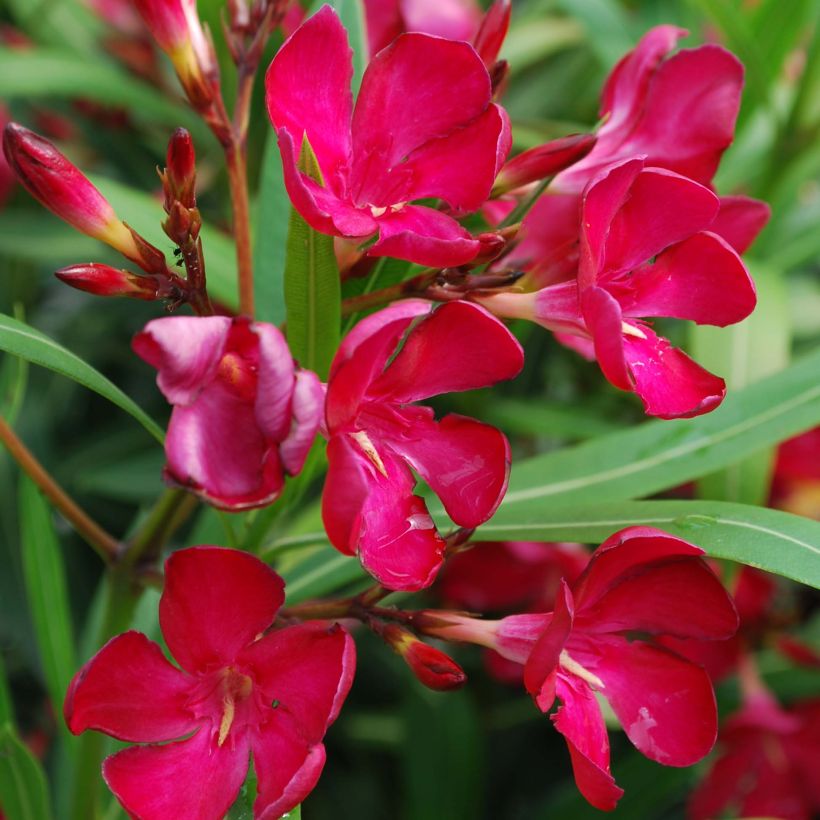 Adlefa roja - Nerium oleander Simple Red (Floración)