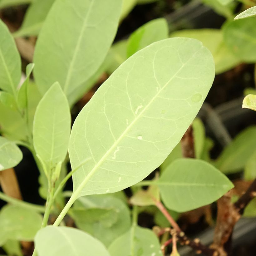 Nicotiana glauca - Tabaco ornamental (Follaje)