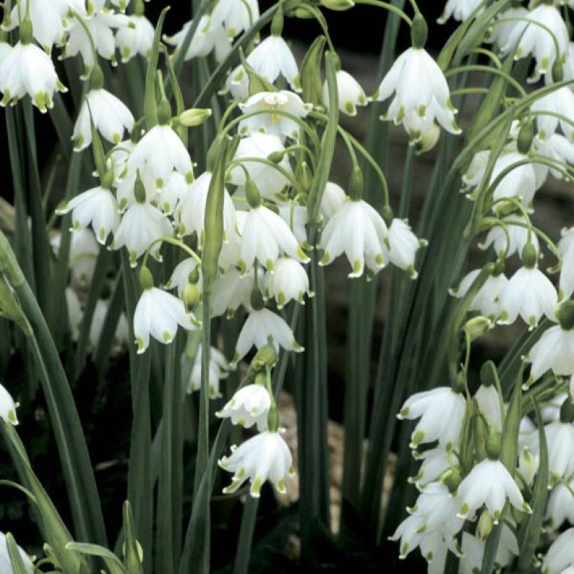 Leucojum aestivum Gravetye Giant - Campanillas de primavera (Floración)