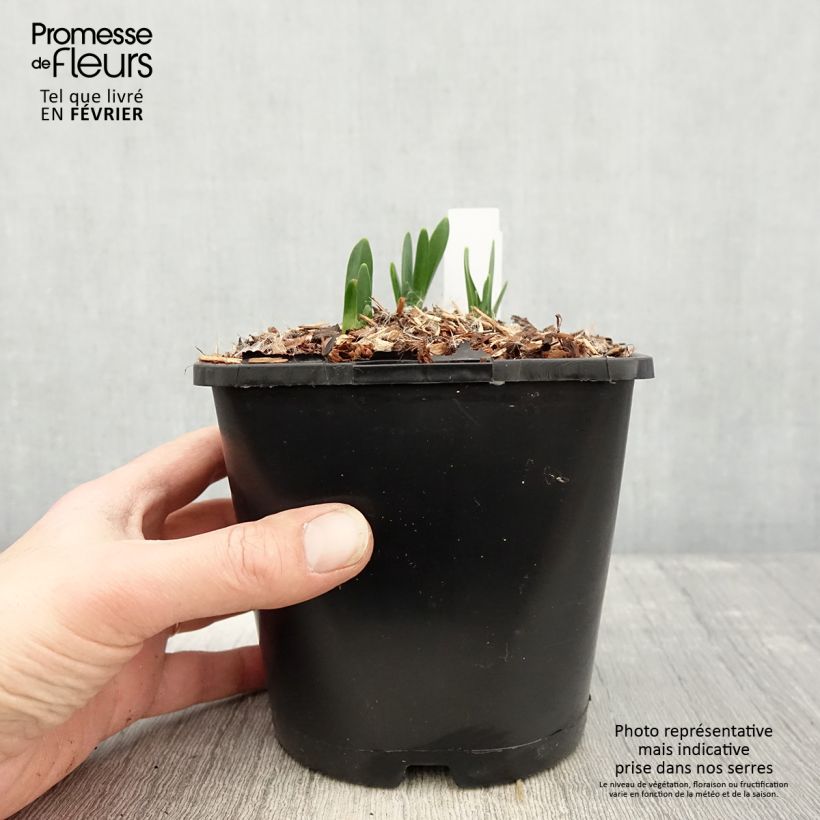 Nivéole d'été - Leucojum aestivum Bridesmaid - Pot de 2L/3L Ejemplar entregado en invierno