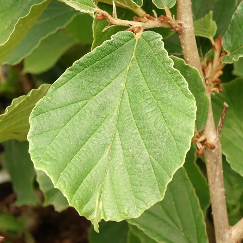 Hamamelis intermedia Westerstede (Follaje)