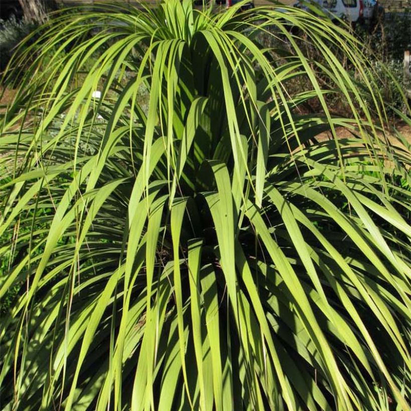 Nolina hibernica La Sibirica (Follaje)