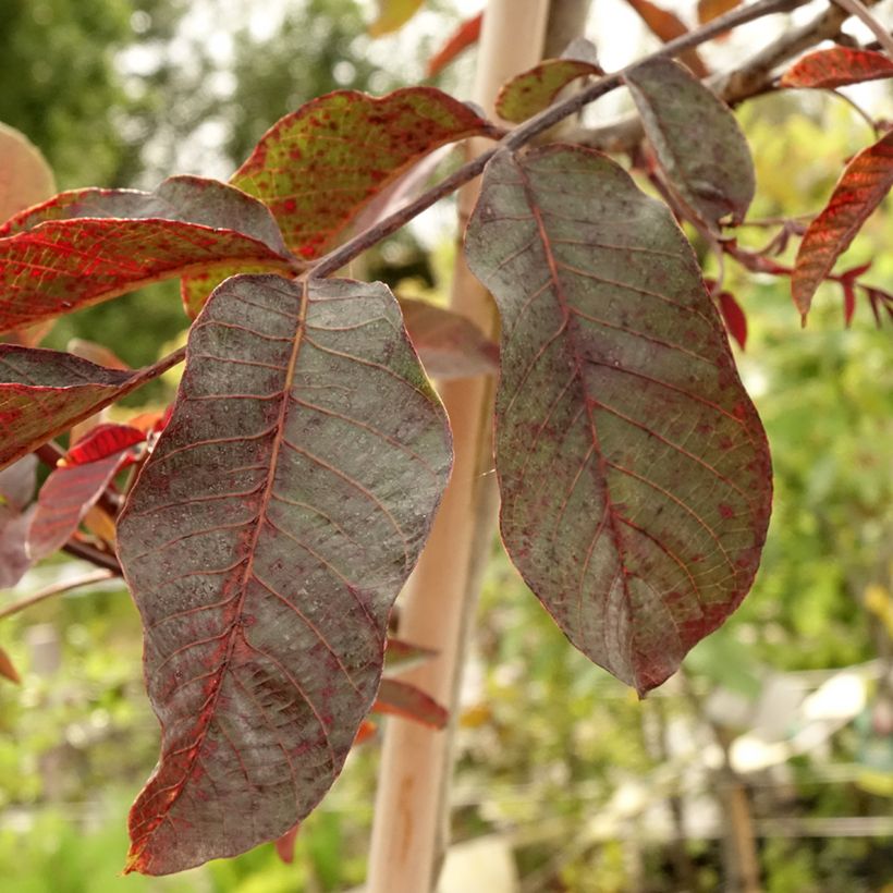 Nogal común Purpurea (Follaje)