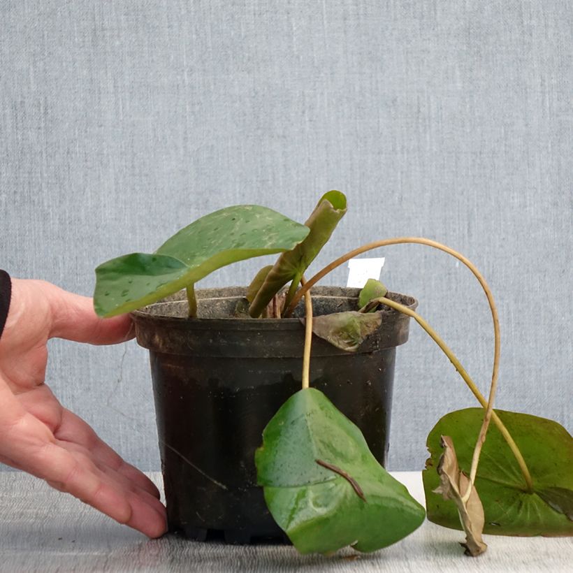 Nenúfar Alba Delicata - Nymphaea Maceta 1,5L/2L Ejemplar entregado en la primavera