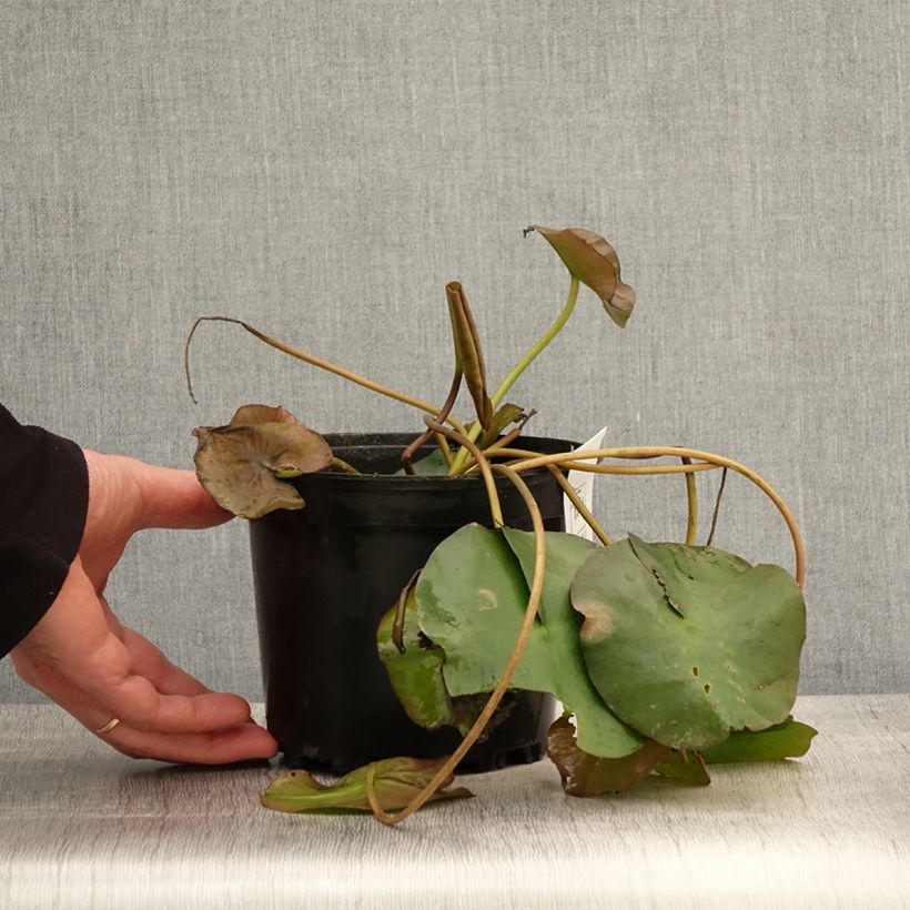 Nenúfar Marliacea Ignea - Nymphaea Maceta 1,5L/2L Ejemplar entregado en la primavera