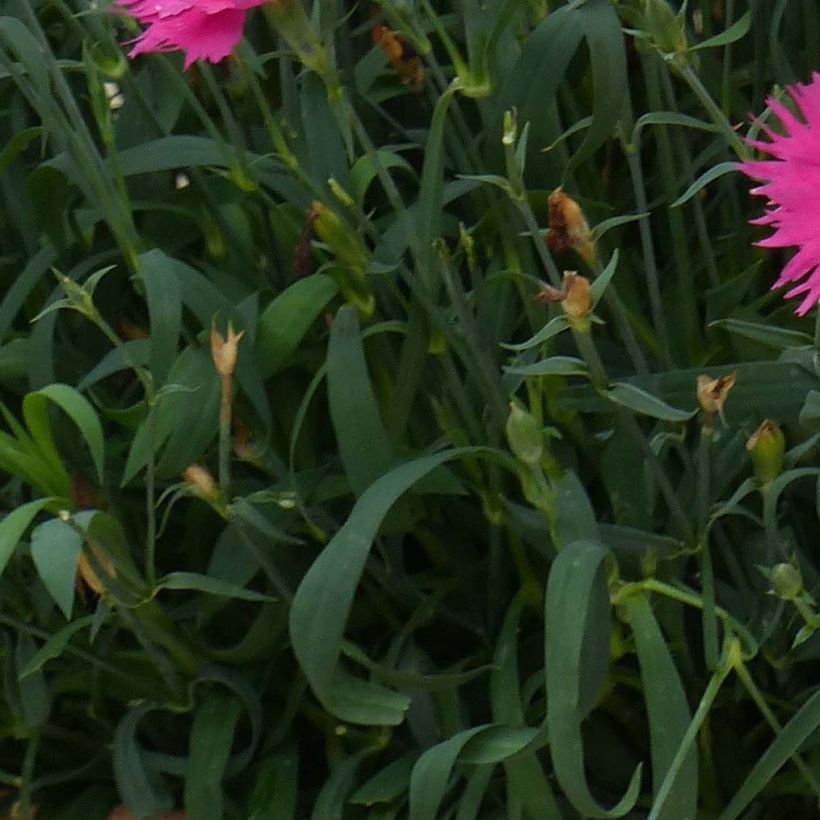 Dianthus superbus Suntory Pink - Clavelito común (Follaje)