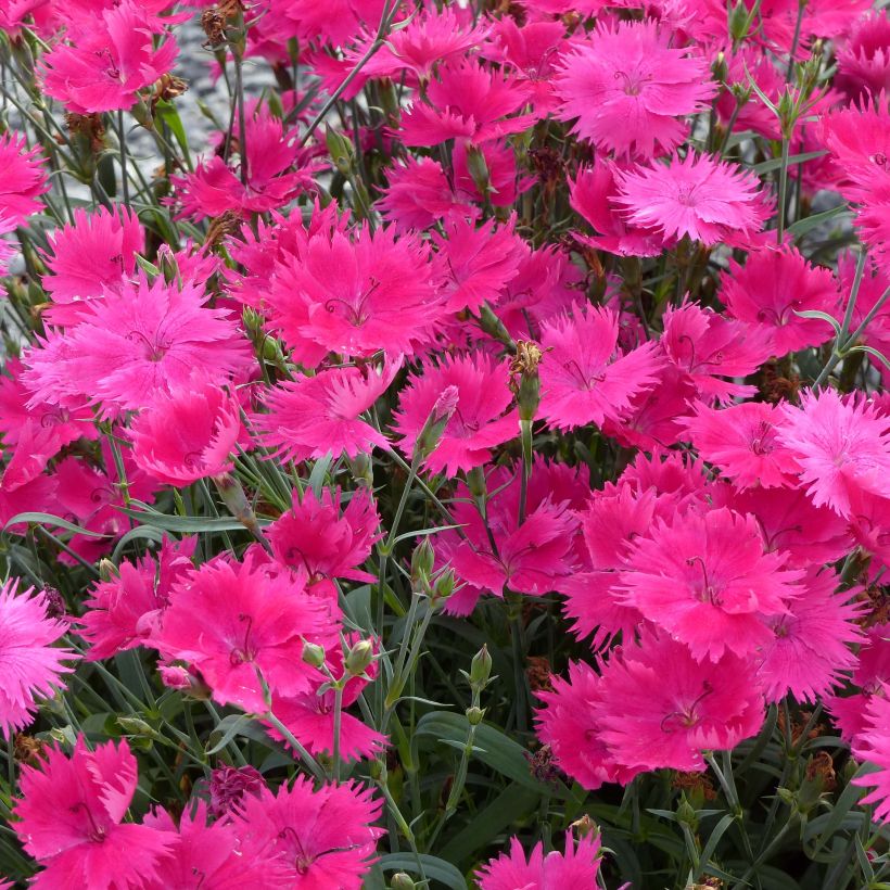 Dianthus superbus Suntory Pink - Clavelito común (Floración)