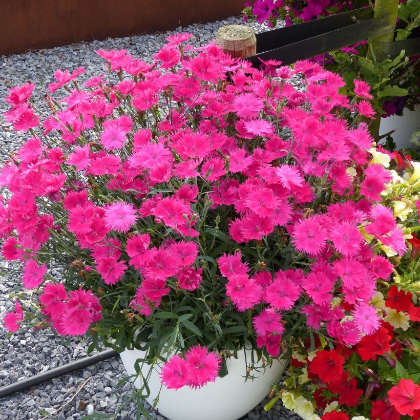 Dianthus superbus Suntory Pink - Clavelito común (Porte)