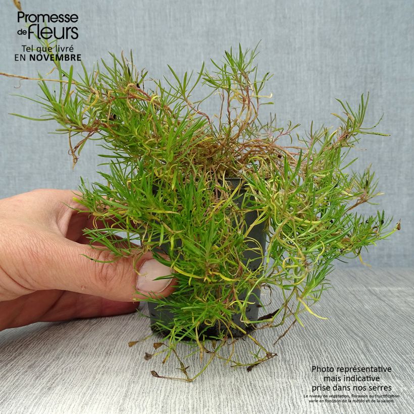 Ejemplar de Oeillet des rochers - Petrorhagia saxifraga Godet de 9cm entregado en otoño