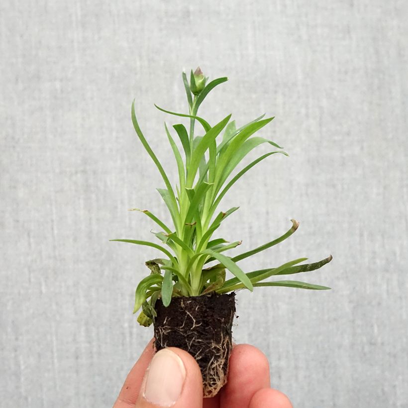 Ejemplar de Dianthus Sunflor Evert - Clavel minicepellón: Ø 1,5/2,5 cm entregado en otoño