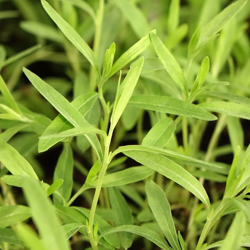 Oenothera fruticosa African Sun - Onagra (Follaje)