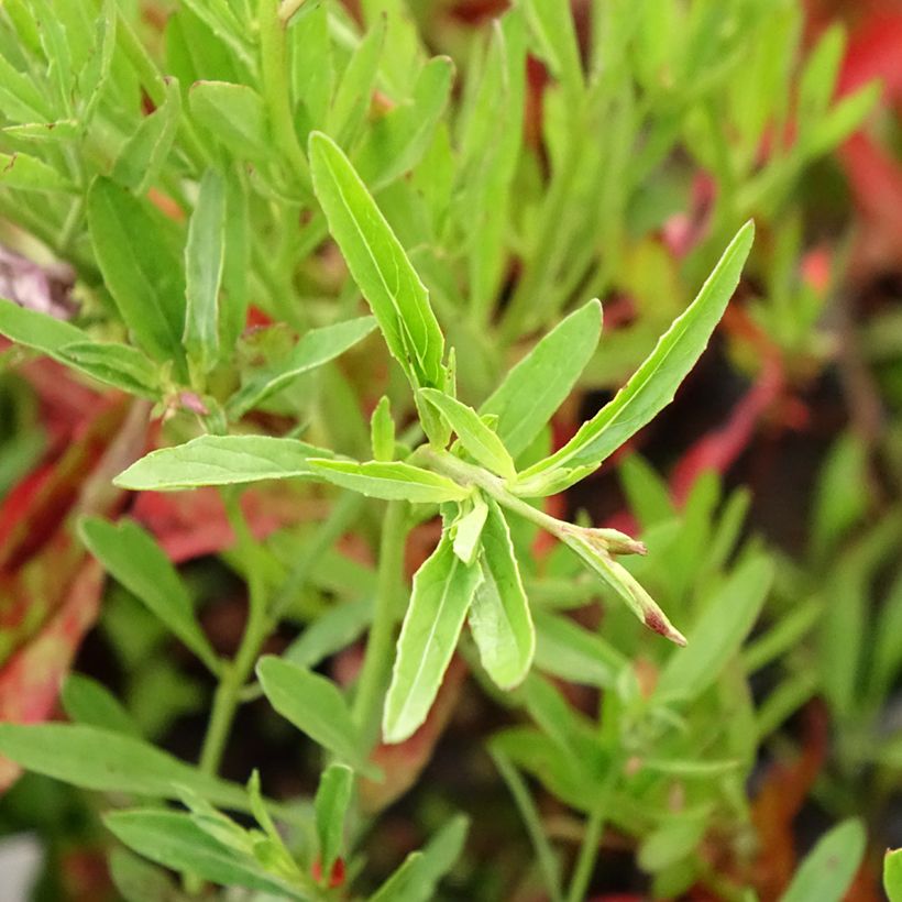 Oenothera speciosa Siskiyou - Onagra (Follaje)