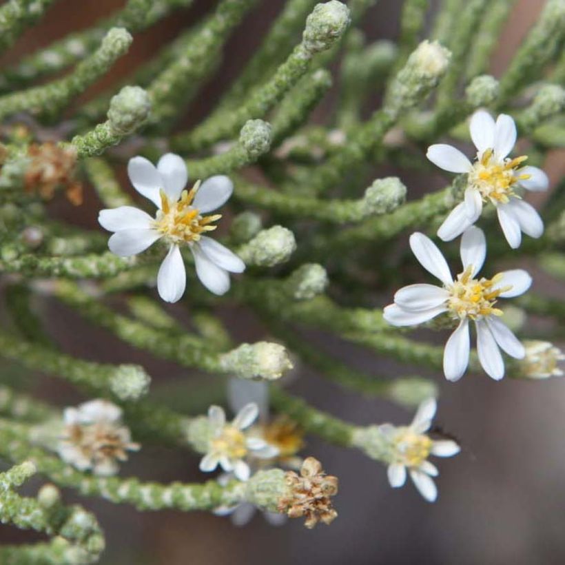 Olearia lepidophylla (Floración)