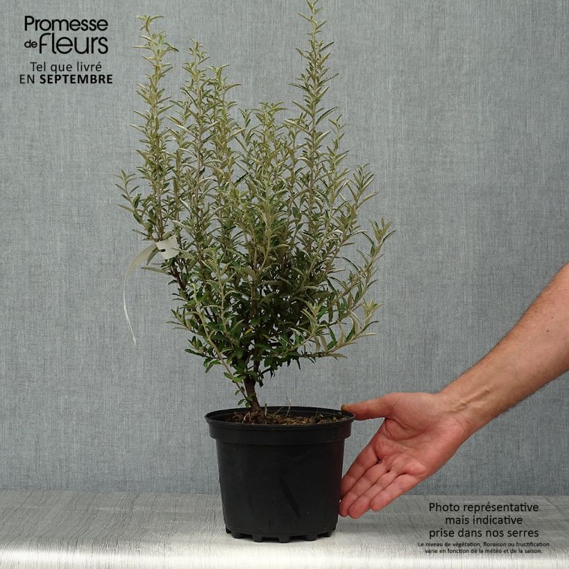 Ejemplar de Olearia scilloniensis Pot de 3L/4L entregado en otoño