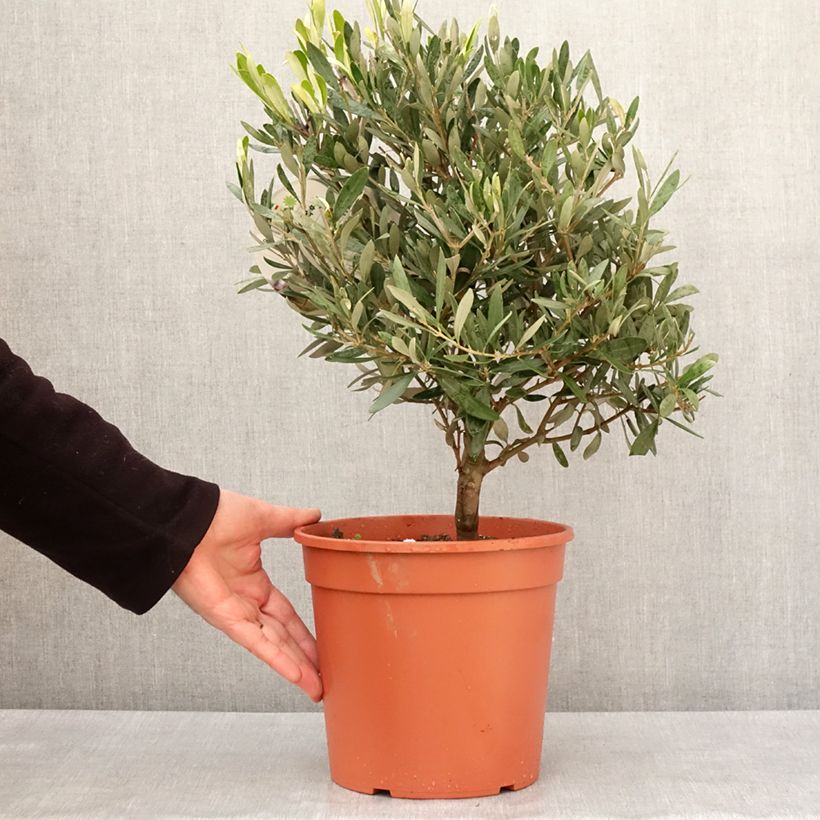 Olivo - Olea europaea Maceta 4L/5LAltura de entrega aprox. 40cm Ejemplar entregado en invierno