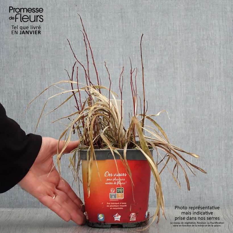 Ophiopogon Albo variegata ou Albovariegatus Pot de 2L/3L Ejemplar entregado en invierno