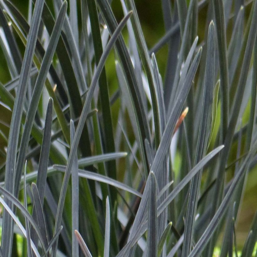 Ophiopogon planiscapus Hosoba Kokuryu (Follaje)