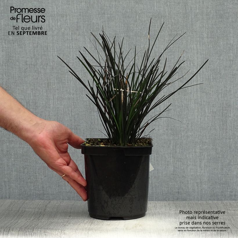 Ejemplar de Ophiopogon Hosoba Kokuryu Pot de 2L/3L entregado en otoño