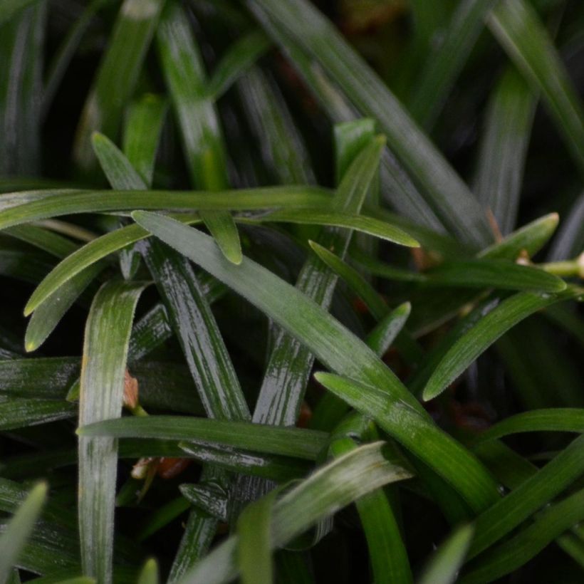 Ophiopogon japonicus - Convalaria (Follaje)