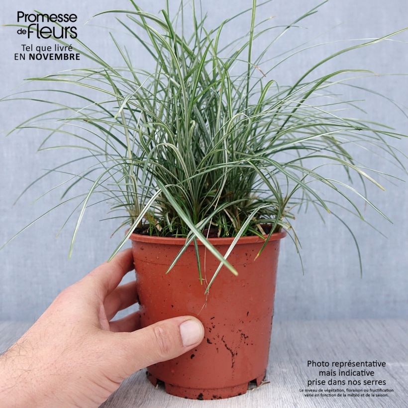 Ejemplar de Ophiopogon japonicus Silver Mist - Herbe aux turquoises panachée - Pot de 1L/1,5L entregado en otoño