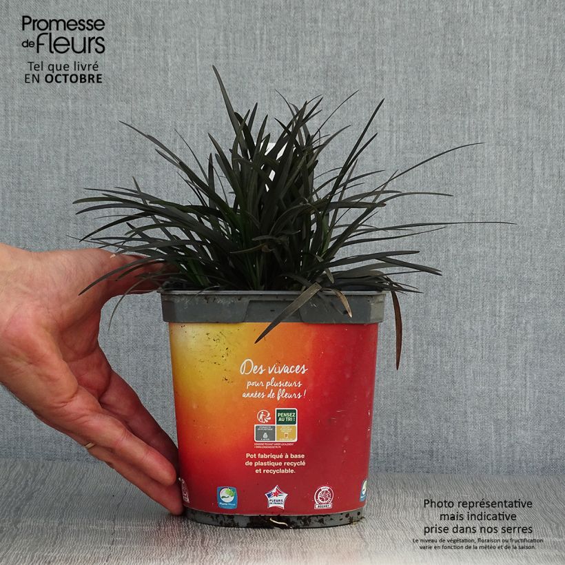 Ejemplar de Ophiopogon planiscapus Nigrescens - Pot de 2L/3L entregado en otoño