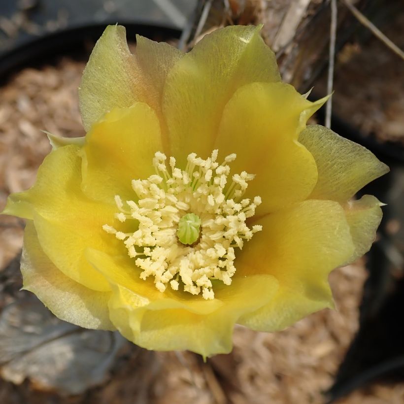 Opuntia phaeacantha var. angustata (Floración)