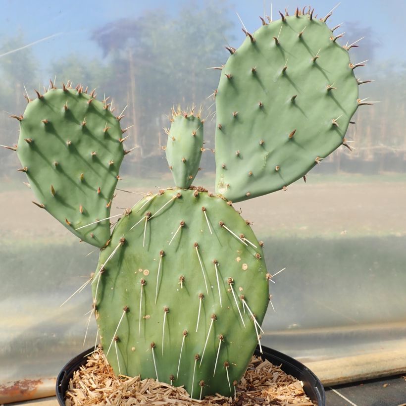 Opuntia phaeacantha var. angustata (Porte)