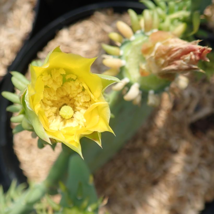 Opuntia cacanapa Ellisiana (Floración)