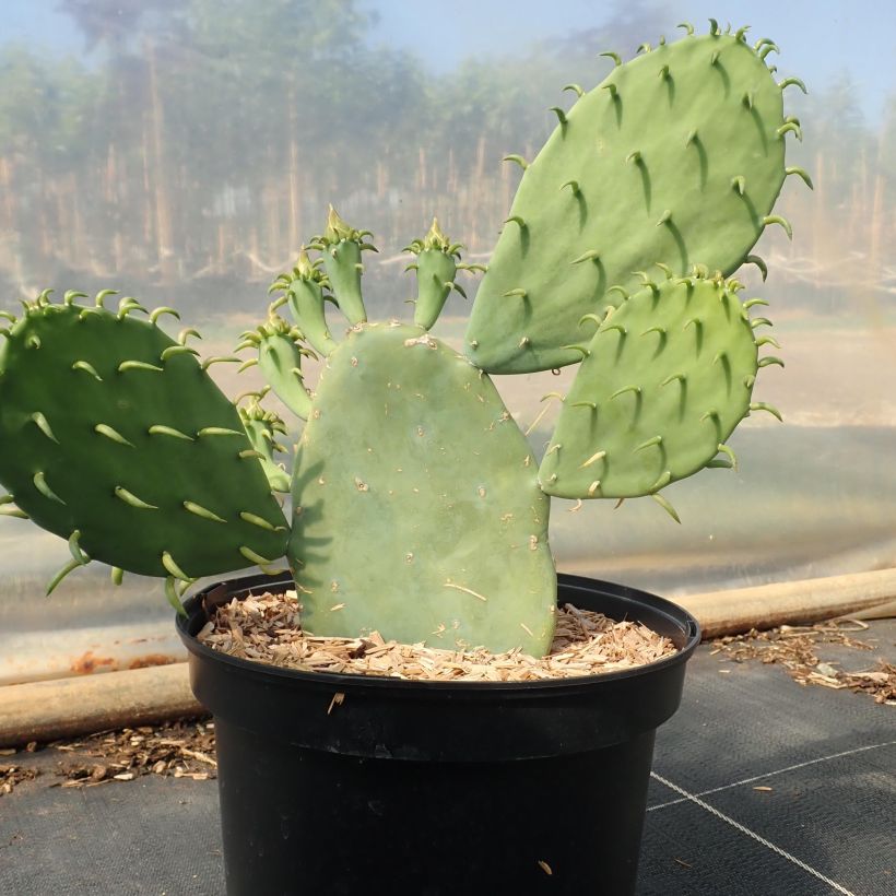 Opuntia cacanapa Ellisiana (Porte)