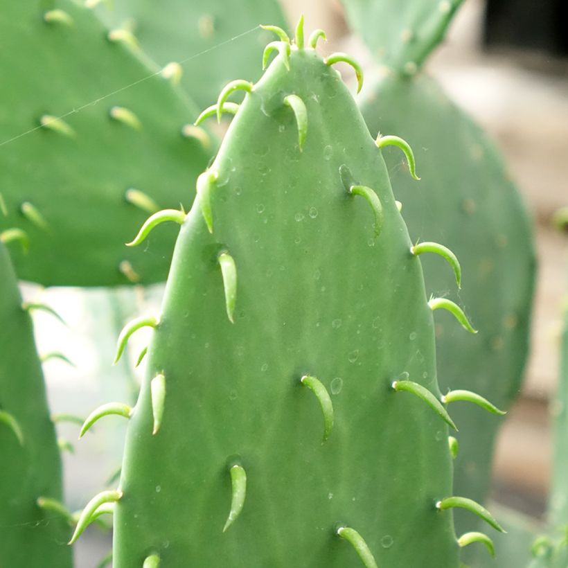 Opuntia cacanapa Ellisiana (Follaje)