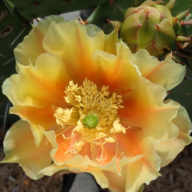 Opuntia dulcis (Floración)