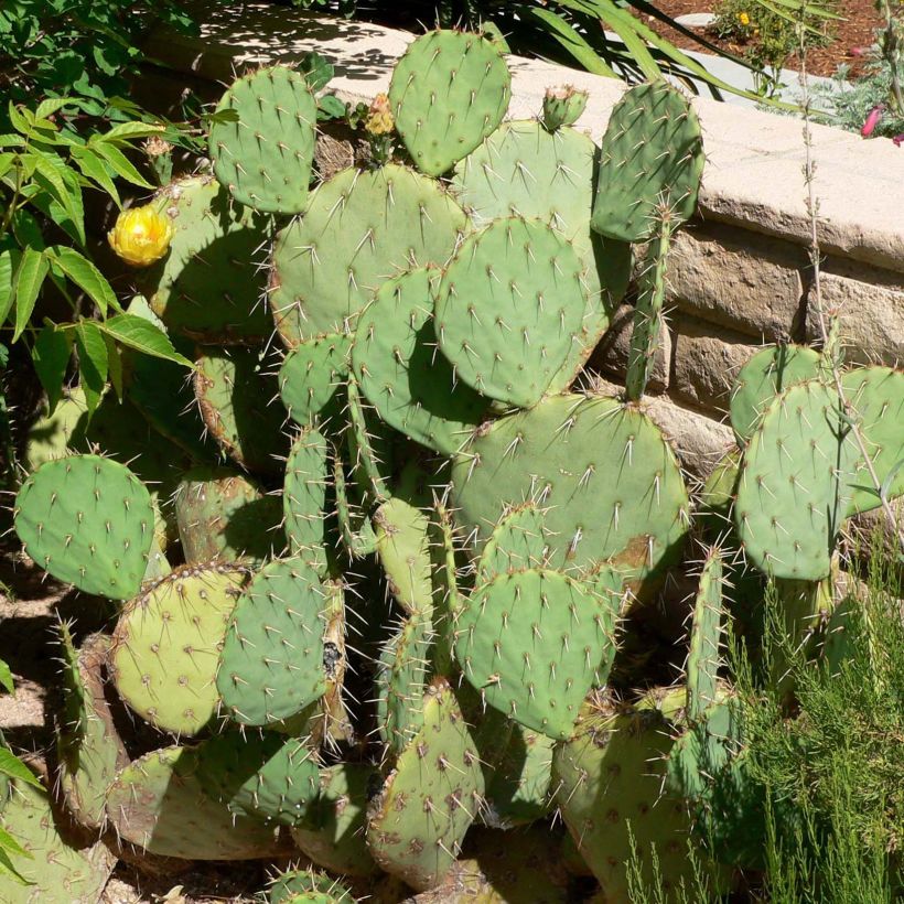 Opuntia engelmannii (Porte)