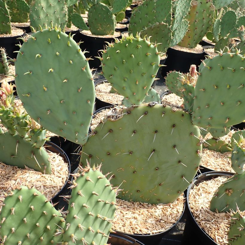 Opuntia engelmannii Belen (Porte)