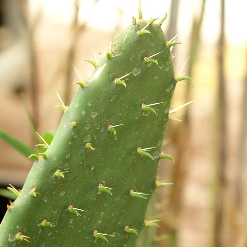 Opuntia engelmannii var.indheimeri (Follaje)