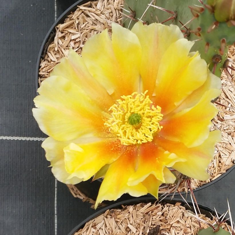 Opuntia engelmannii var. rastrera (Floración)