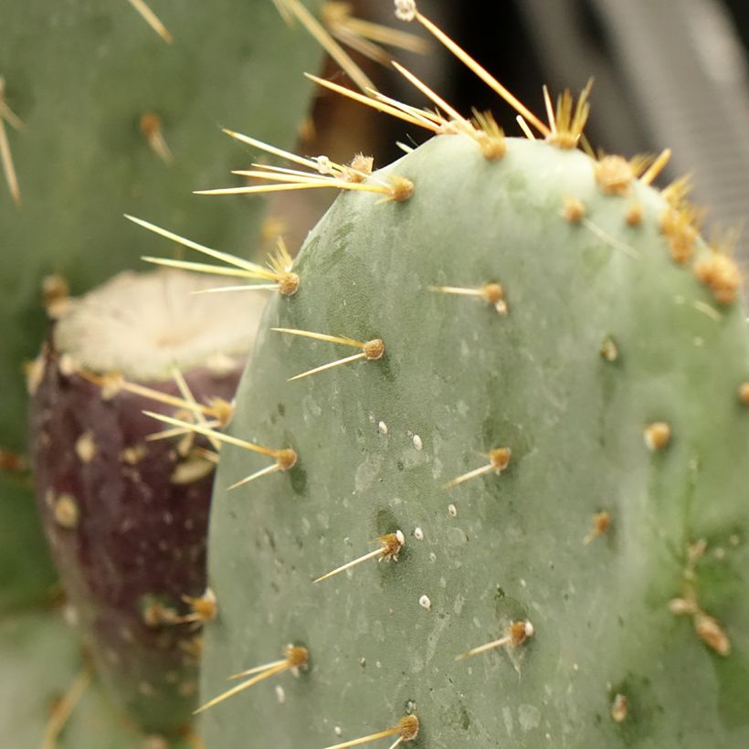 Opuntia engelmannii var. rastrera (Follaje)