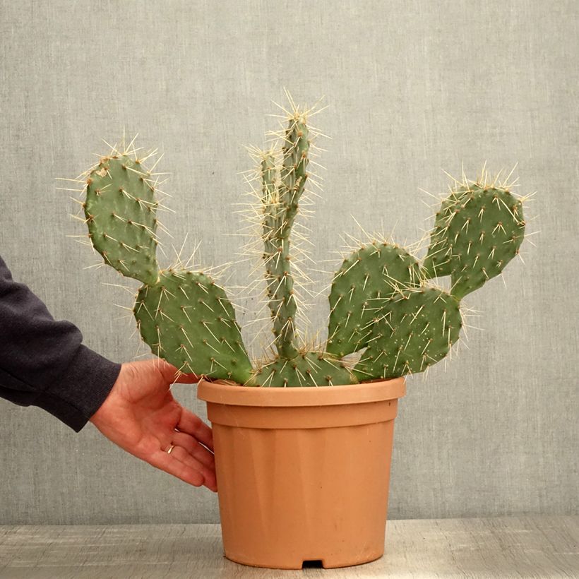 Opuntia howeyi - Cactus raquette Pot de 5L Ejemplar entregado en la primavera