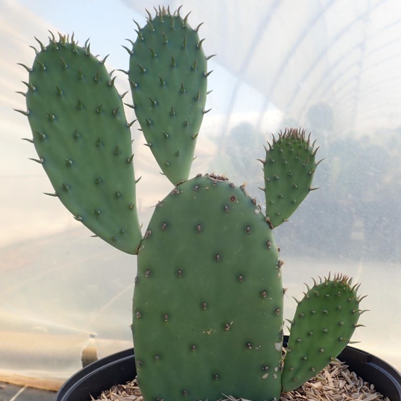 Opuntia laevis (Porte)