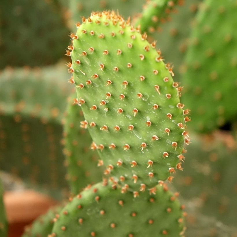 Opuntia lubrica (Follaje)