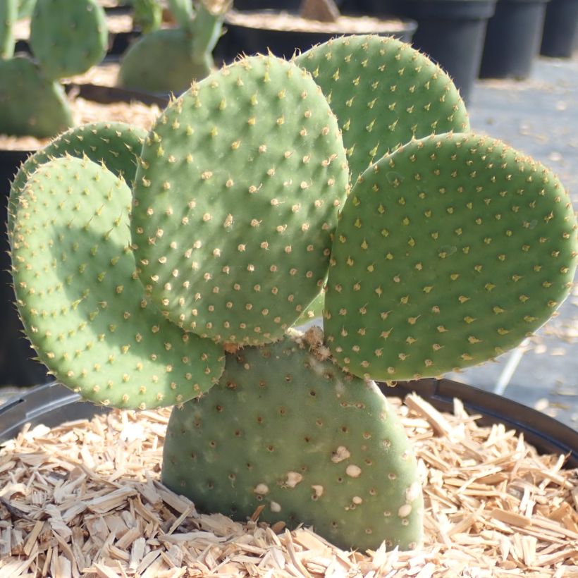 Opuntia microdasys Caress (Porte)