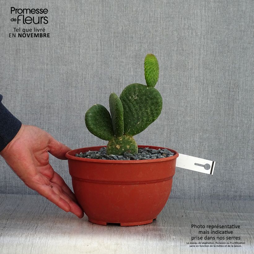 Ejemplar de Opuntia microdasys Caress - Cactus raquette Pot de 3L/4L entregado en otoño