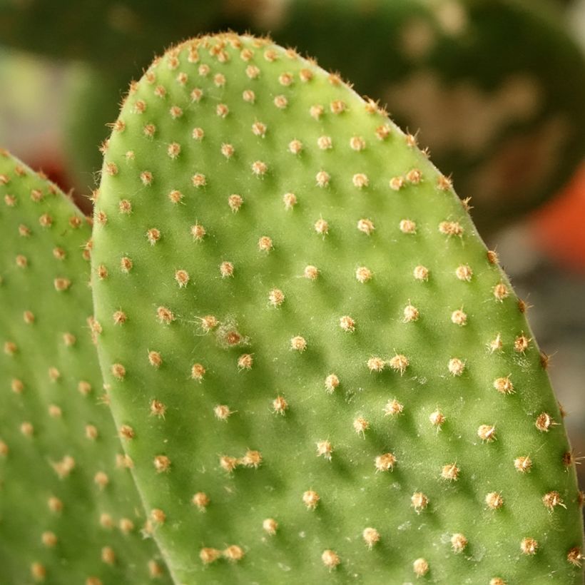 Opuntia microdasys Caress (Follaje)