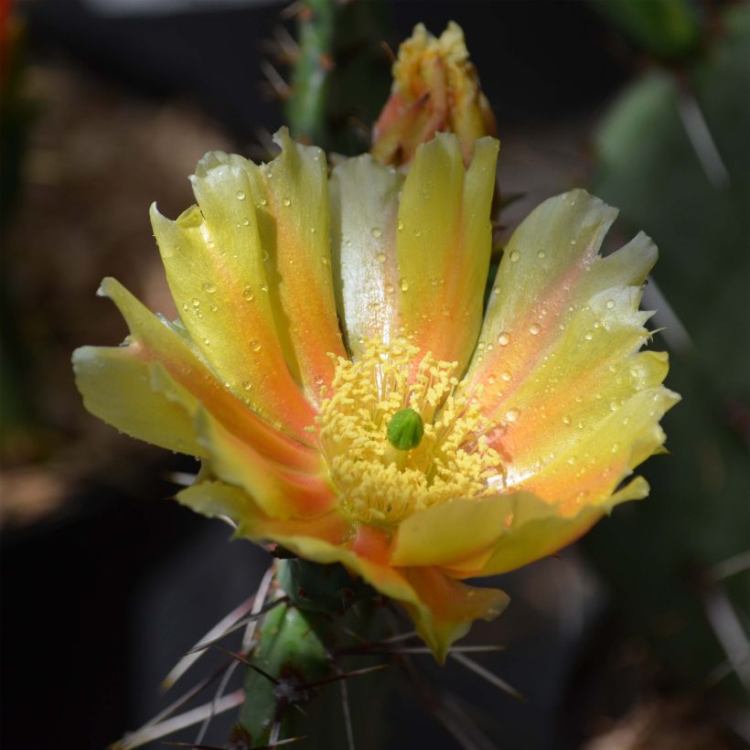 Opuntia phaeacantha Mojavensis (Floración)