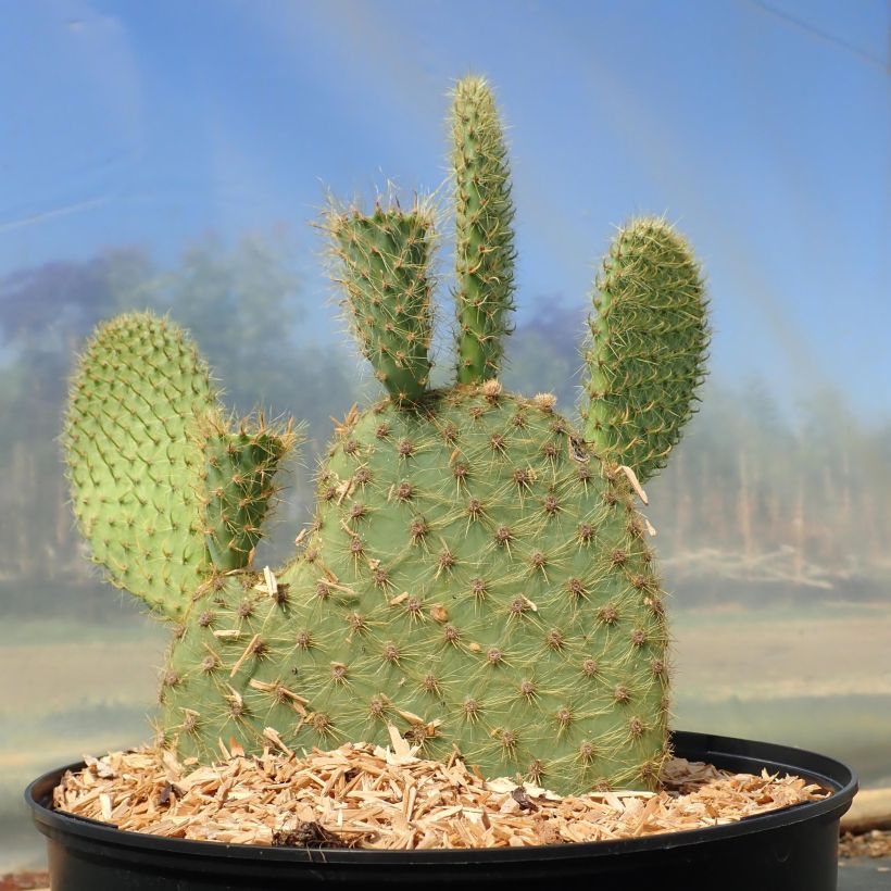 Opuntia scheeri (Porte)